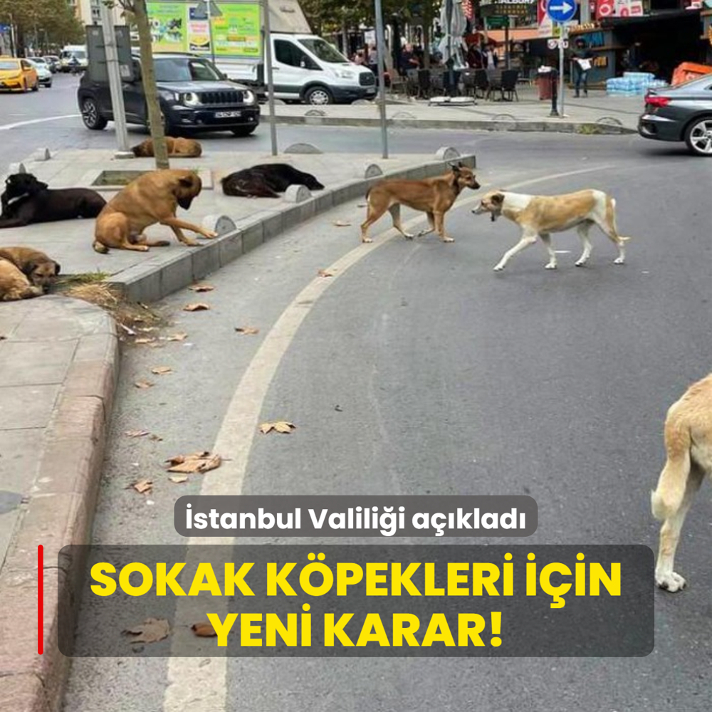 Valilik aklad! stanbul'daki sokak kpekleri iin yeni karar!