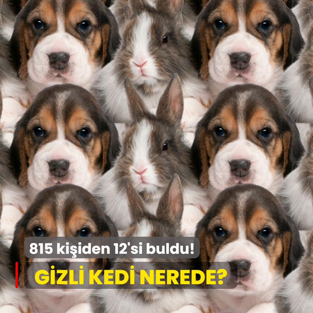 Zeka testi: Tavan ve kpeklerin iinde kalan kedi nerede? 815 kiiden 12'si baarl oldu