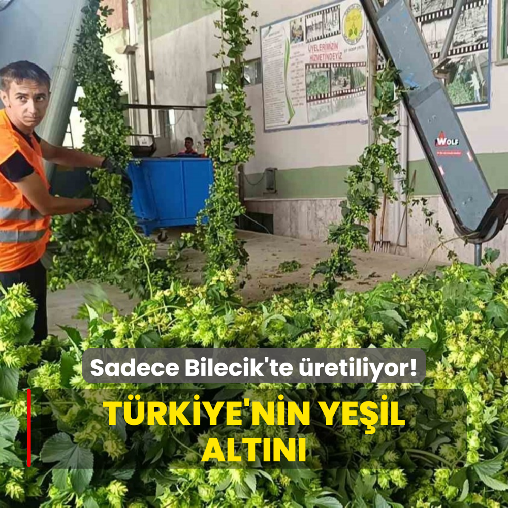 Sadece Bilecik'te retiliyor! Trkiye'nin yeil altn: Hem hem tpta hem gda alannda kullanlyor