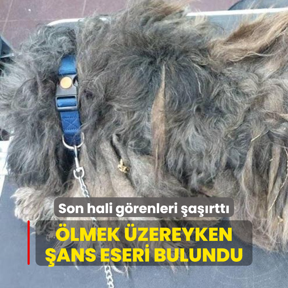 Korkun halde bulundu! Bakmsz kpein son hali grenleri artt