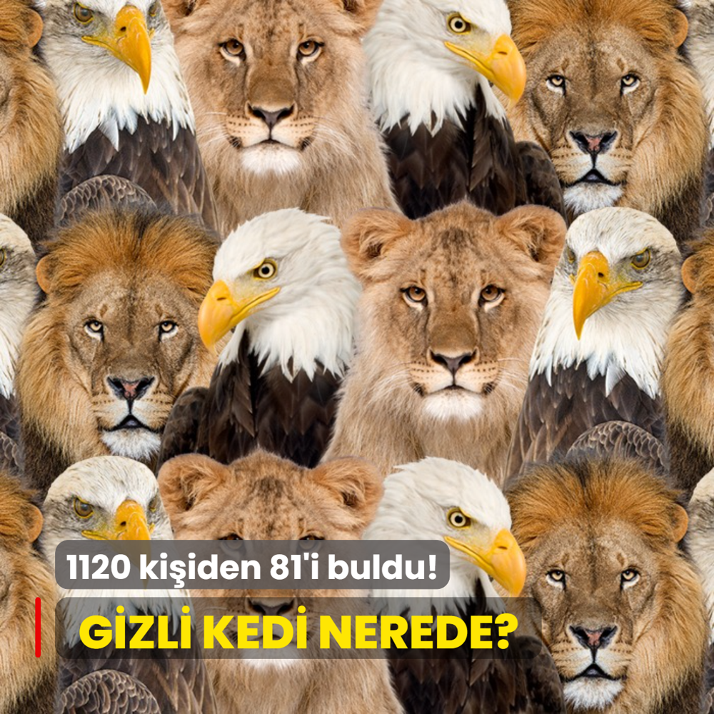 Zeka testi: Kartal ve aslanlarn iindeki kedi nerede? 1120 kiiden 81'i baarl oldu