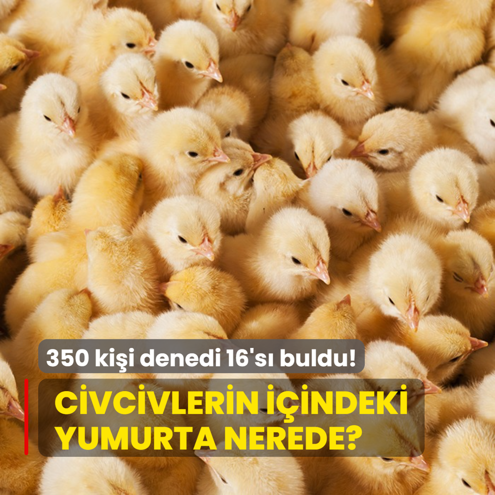 Zeka testi: Civcivlerin arasndaki gizli yumurta nerede? 7 saniyede 350 kii denedi 16's buldu