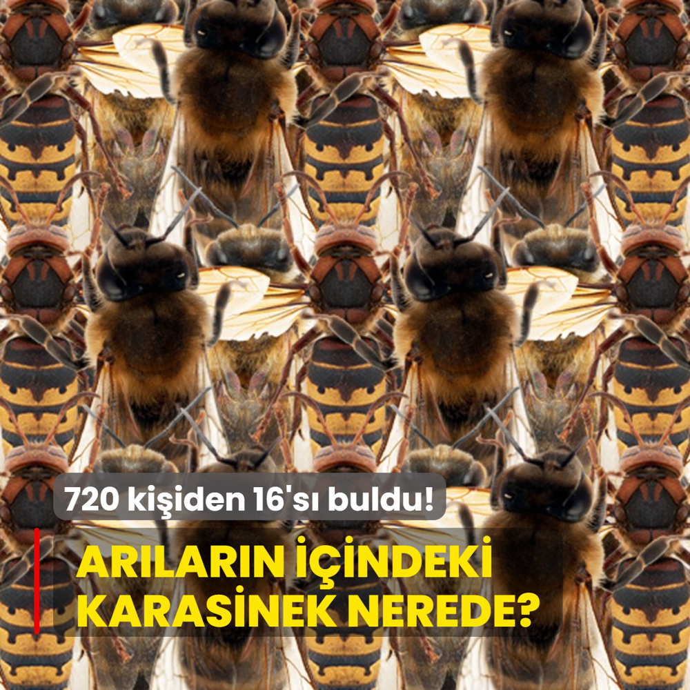 Zeka testi: Arlarn iindeki karasinek nerede? 720 kiiden 16's 7 saniyede buldu