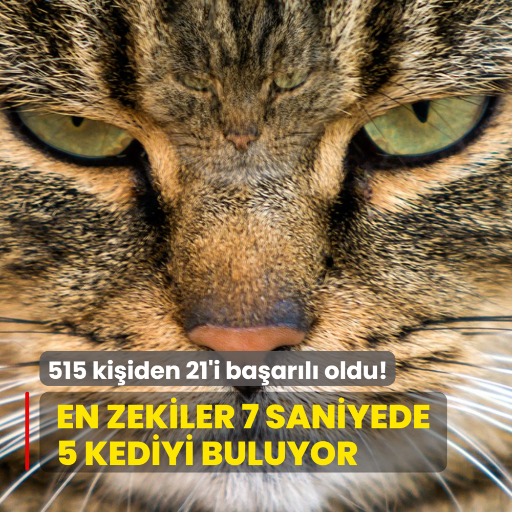 Zeka testi: Sadece en zekiler 7 saniyede 5 kediyi buluyor! 515 kiiden 21'i baarl oldu