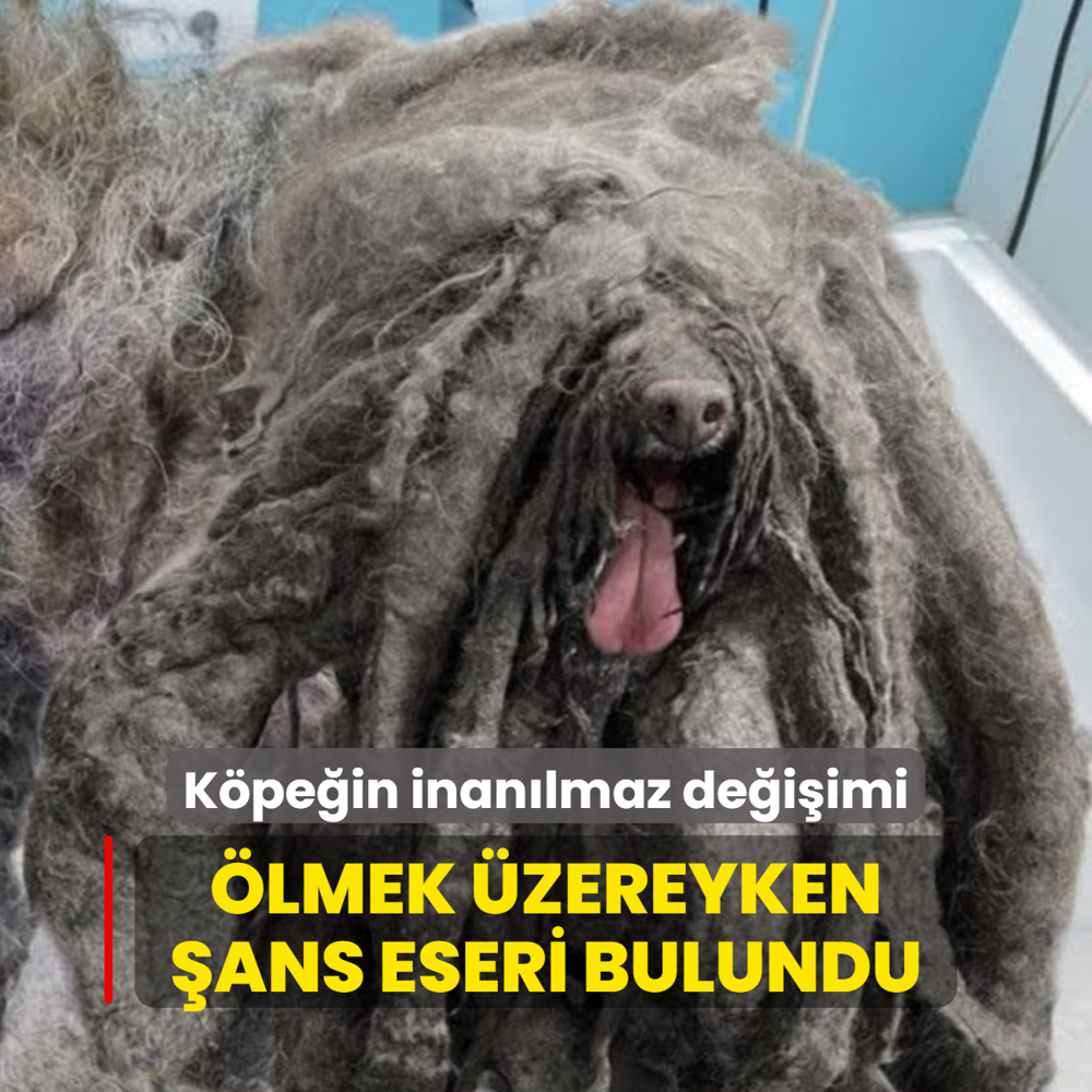 lmek zereyken ans eseri bulundu! Kpein inanlmaz deiimi