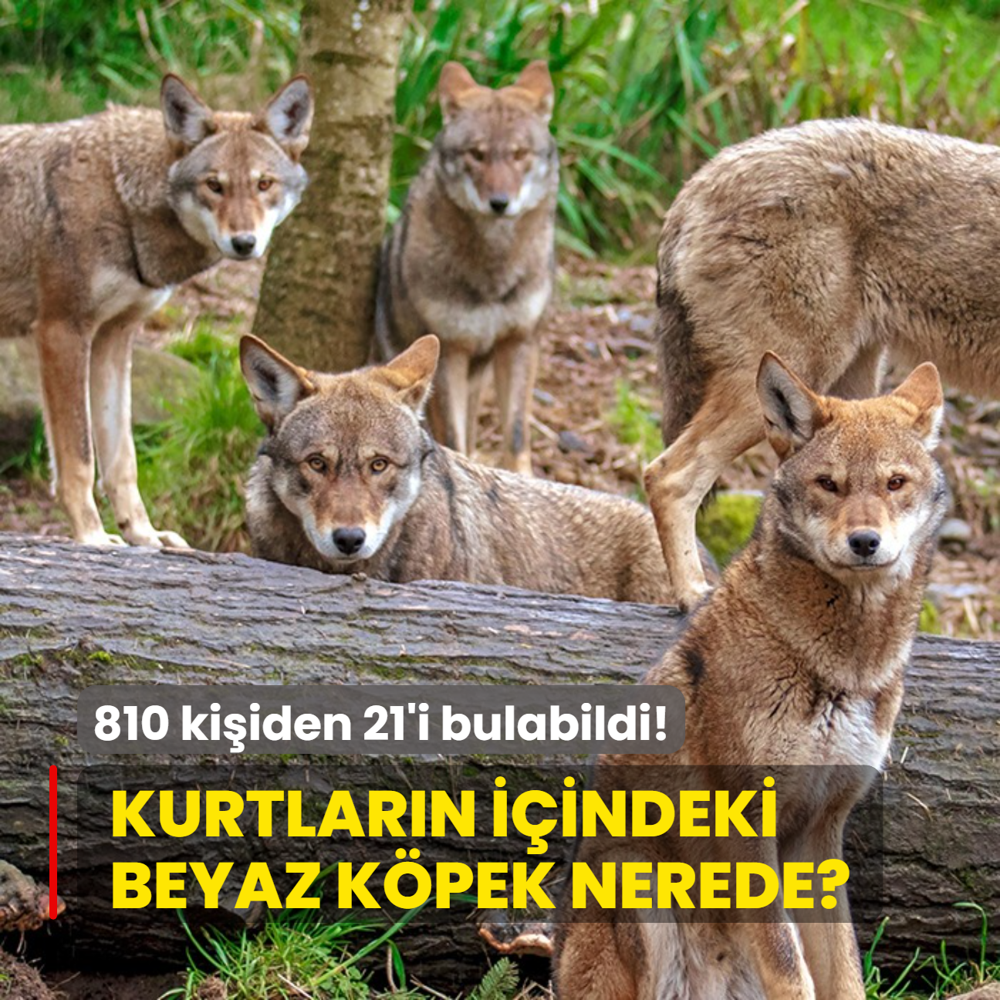 Zeka testi: Kurtlarn iindeki beyaz kpei bulabilir misin? 810 kiiden 21'i bulabildi