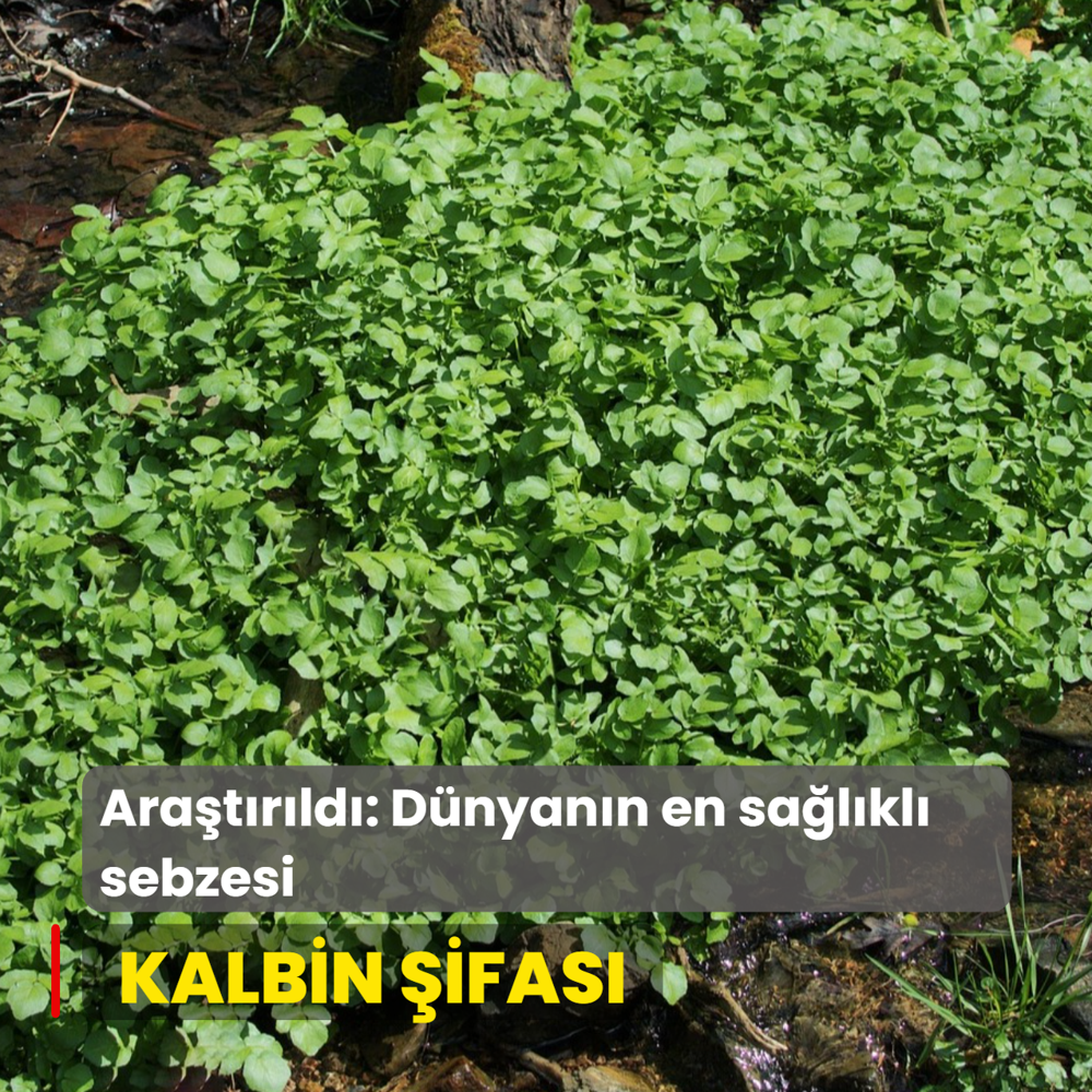 Ispanan ad km ama... Dnyann en salkl sebzesi seildi, kalbin ifas