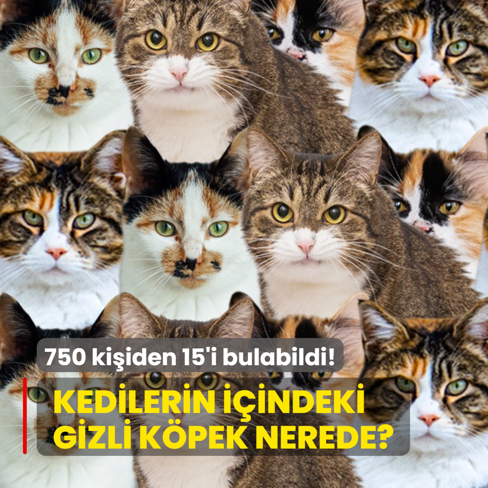 Zeka testi: ok kedi var! Gizli kpek nerede? 750 kii denedi, sadece 15'i bulabildi