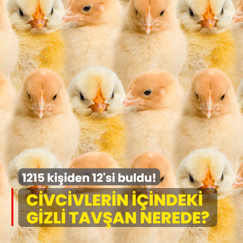 Zeka testi: Civcivlerin iinde kalan tavan nerede? 1215 kiiden 12'si 7 saniyede buldu