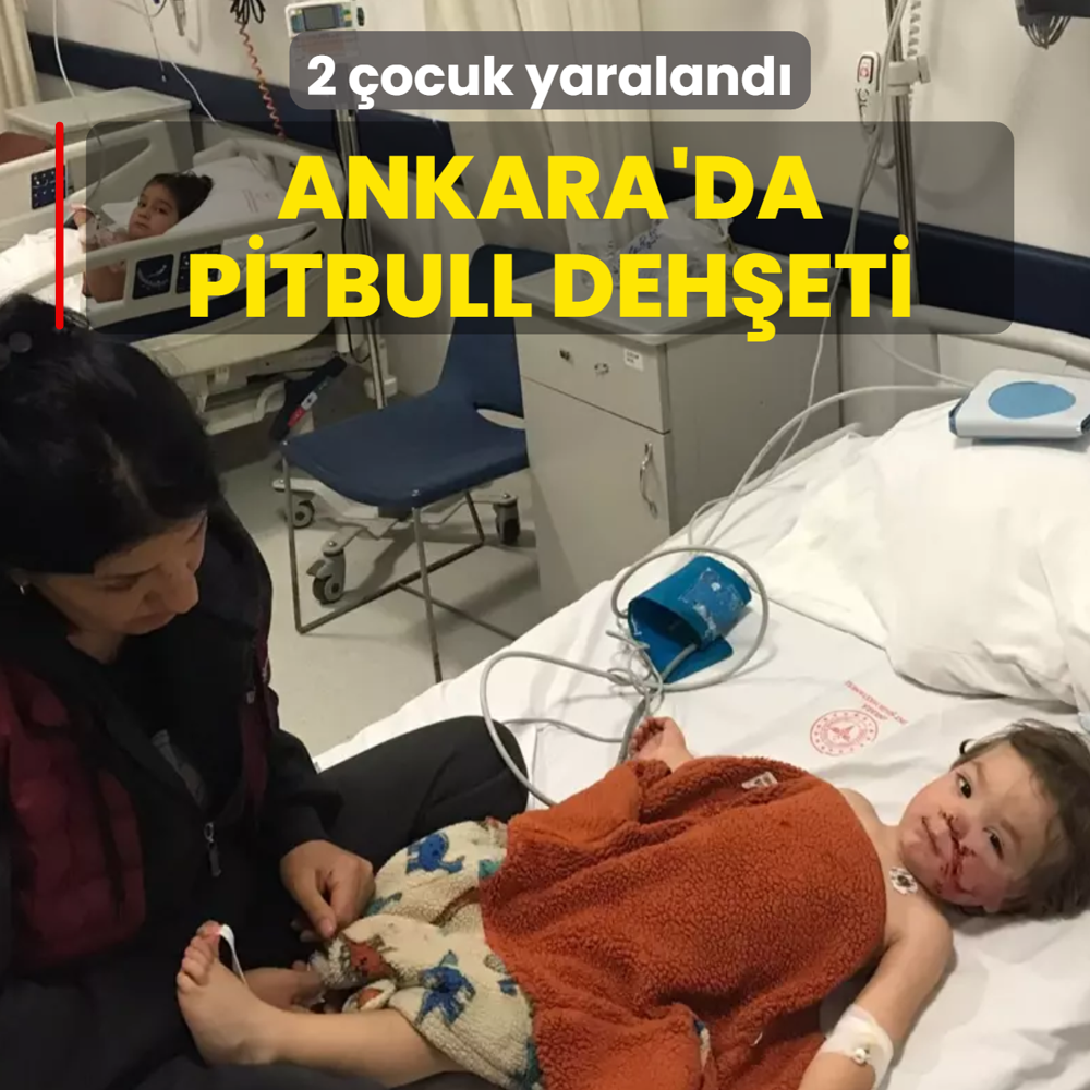Ankara'da pitbull deheti: 2 ocuk yaraland