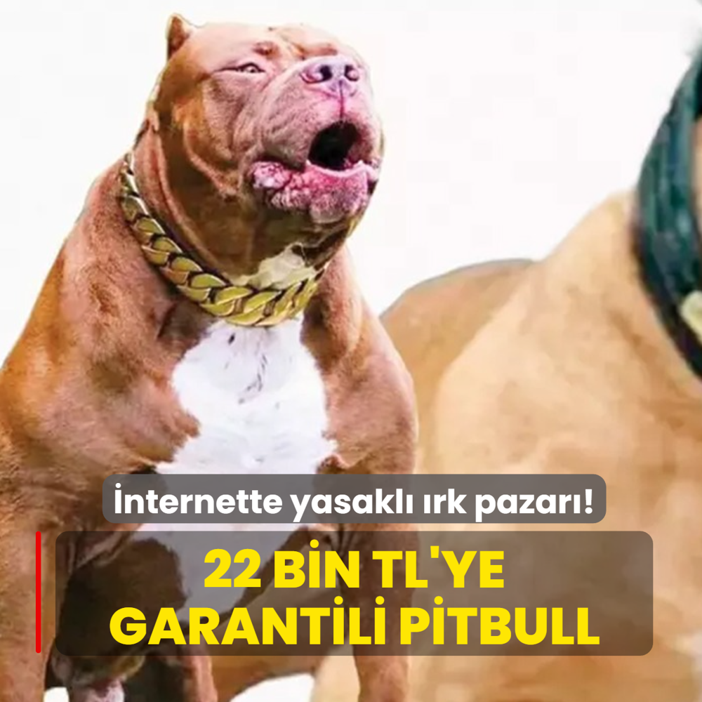 22 bin TL'ye garantili pitbull
