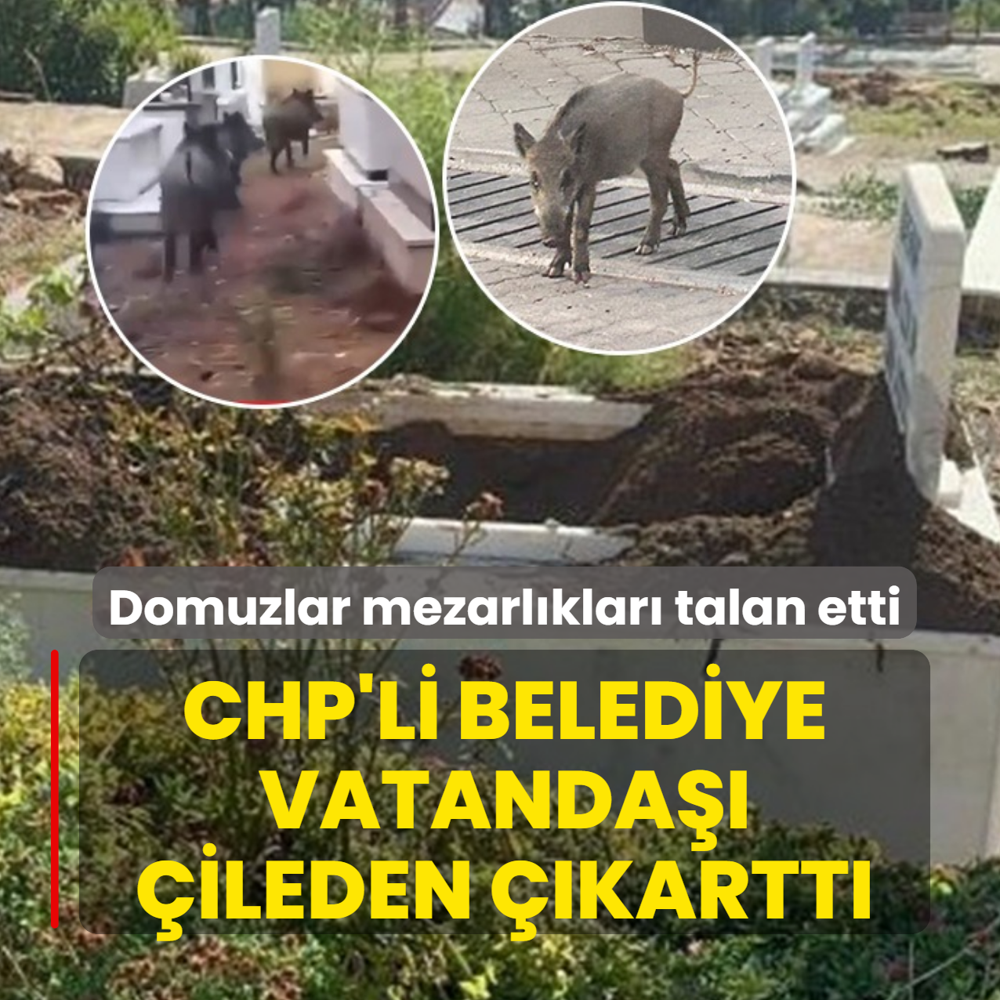 Domuzlar mezarlklar talan etti: CHP'li belediye vatanda ileden kartt