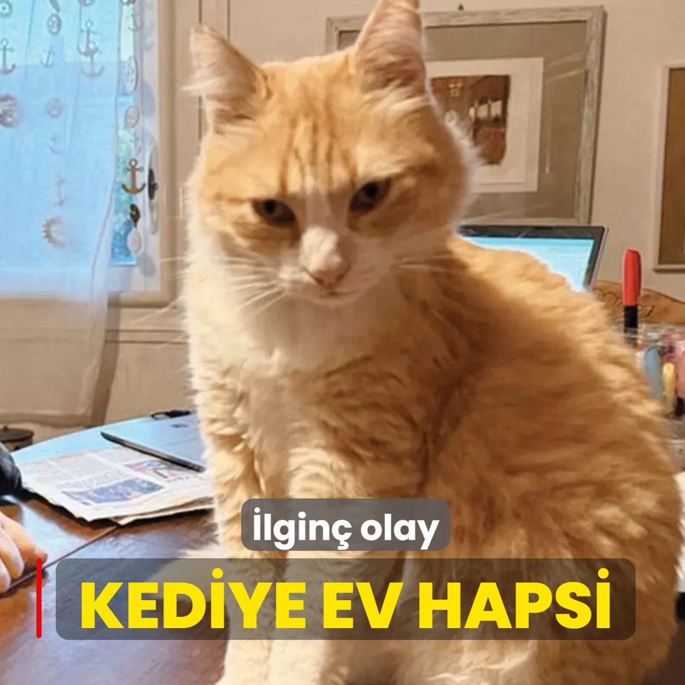 Kediye ev hapsi