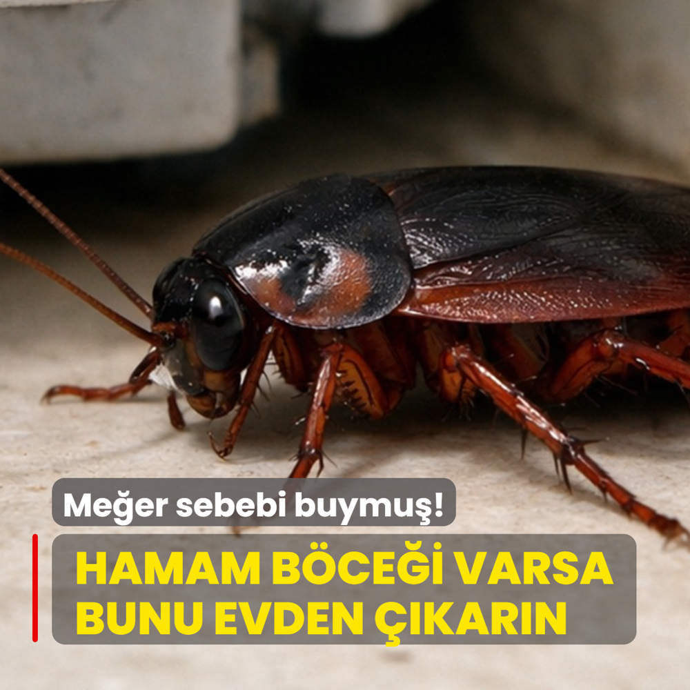 Evde hamam b�cekleri mi var? Bunu hemen uzakla�t�r�n...