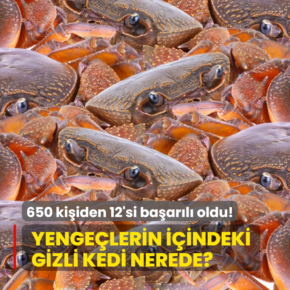 Zeka testi: Yenge�lerin i�indeki minik kedi nerede? 650 ki�i denedi, 12'si ba�ar�l� oldu