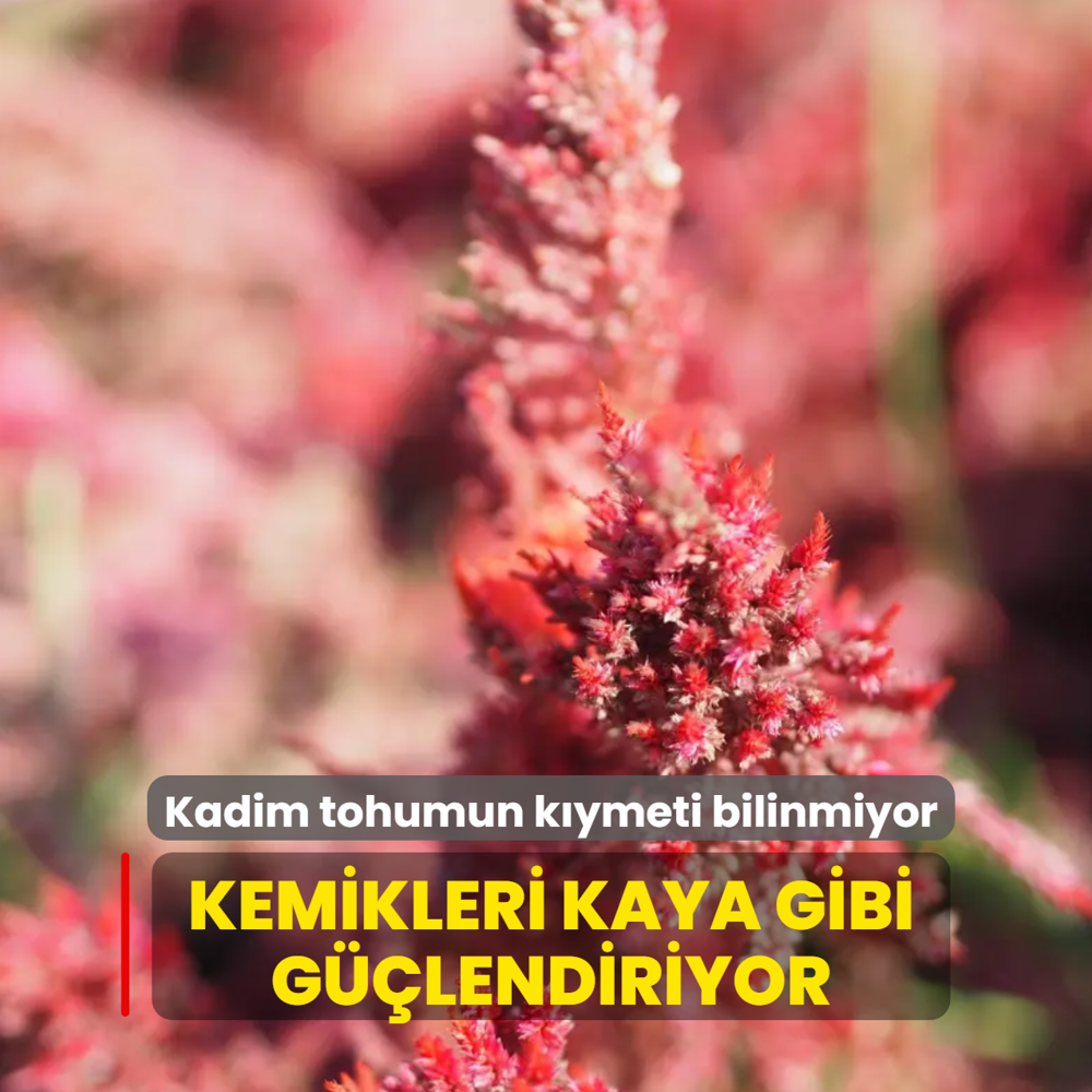 Kadim tohumun k�ymeti bilinmiyor: Kemikleri kaya gibi g��lendiriyor