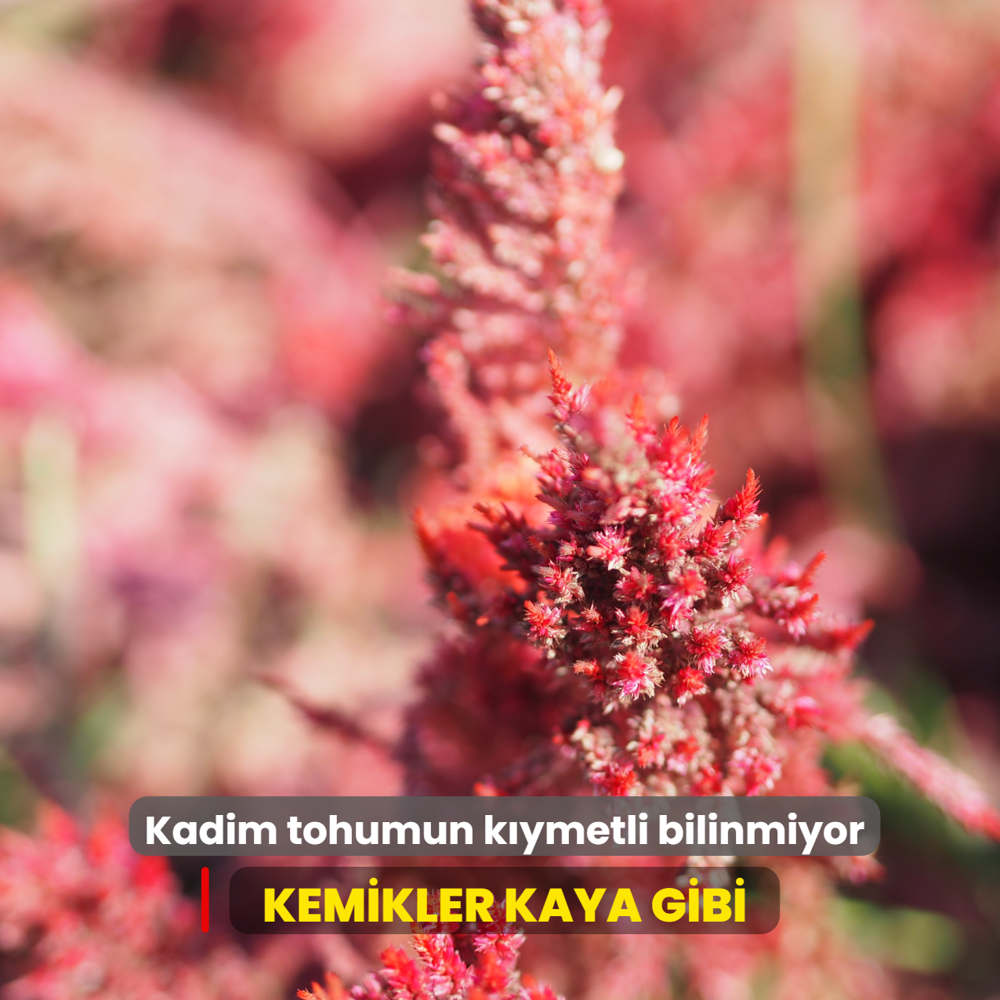 Kadim tohumun k�ymetli bilinmiyor: Kemikleri kaya gibi g��lendiriyor