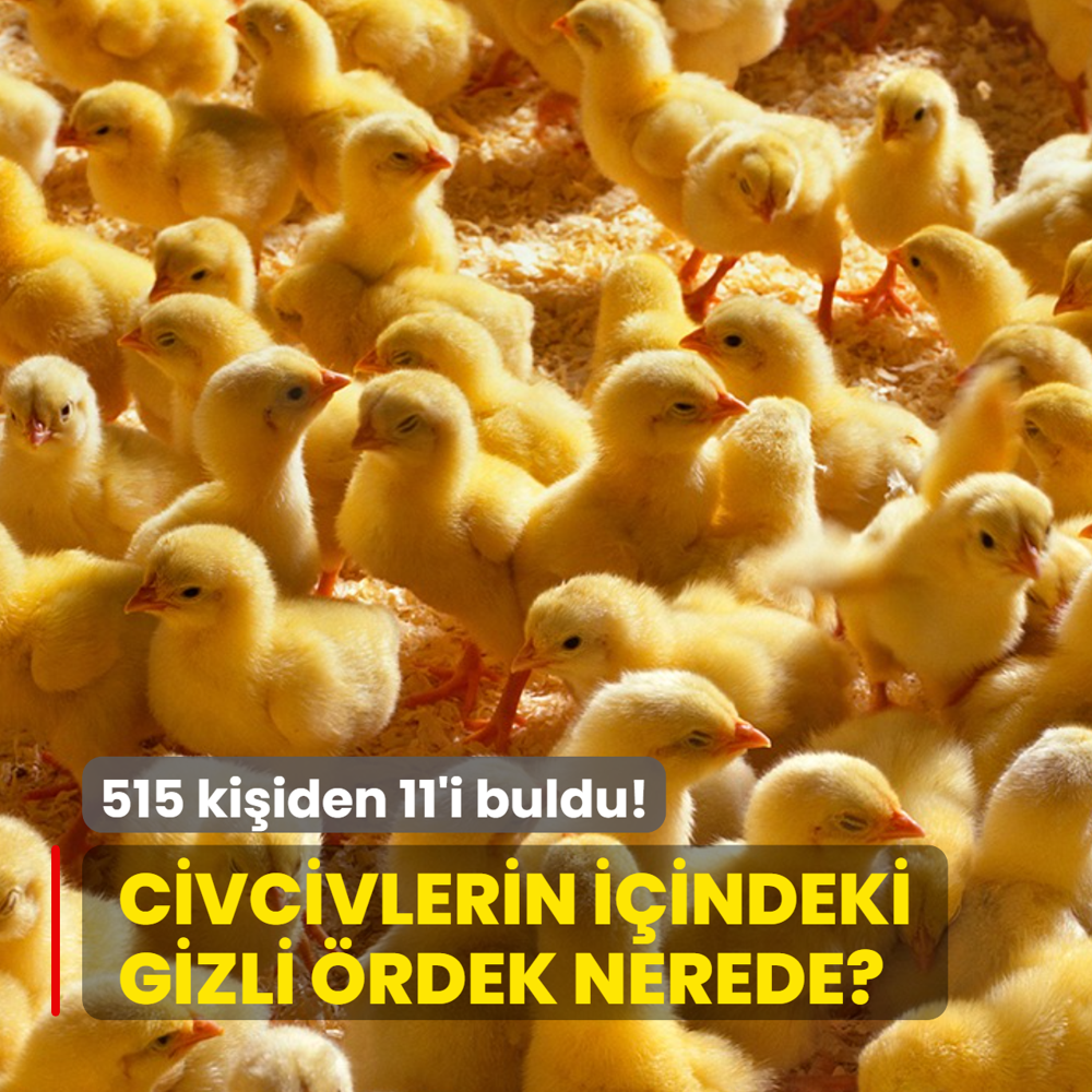 Zeka testi: �ok civciv var! Gizli �rdek nerede? 515 ki�iden 11'i 9 saniyede buldu
