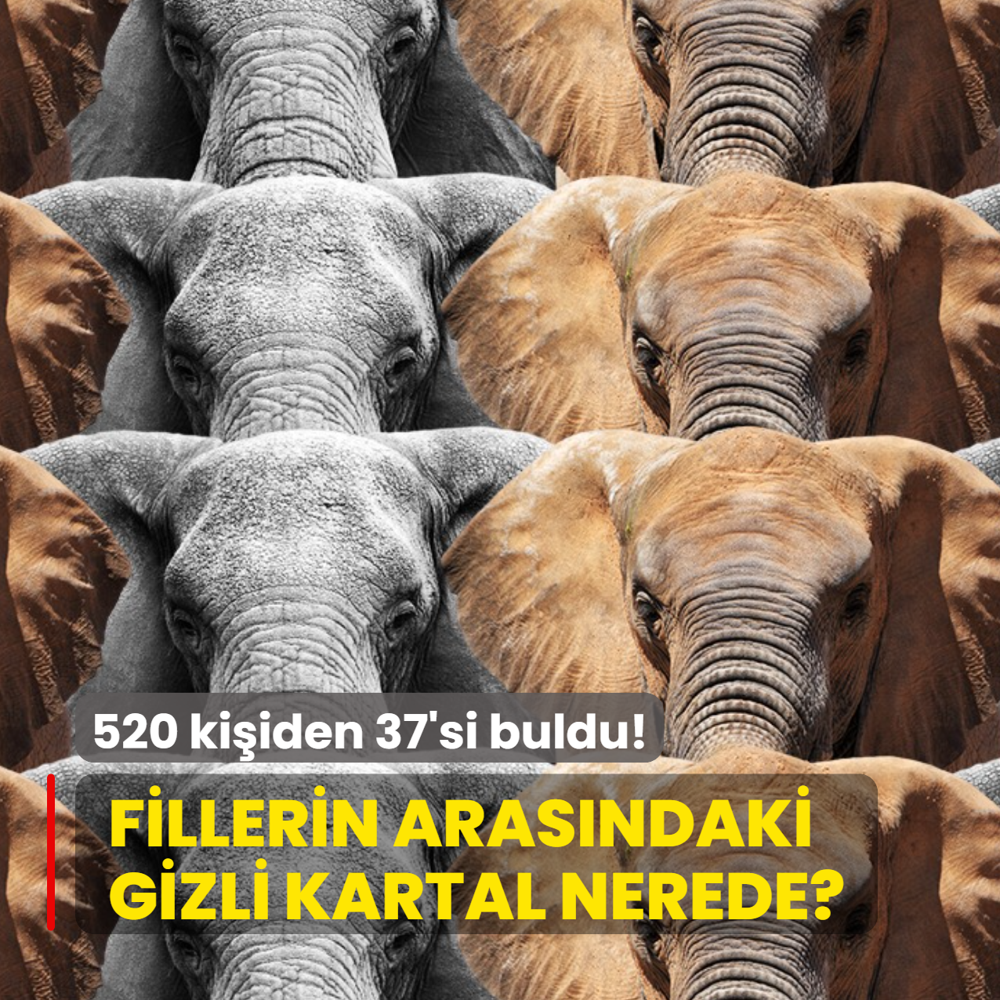 Zeka testi: Fillerin aras�ndaki kartal nerede? 520 ki�i denedi, 37'si ba�ar�l� oldu