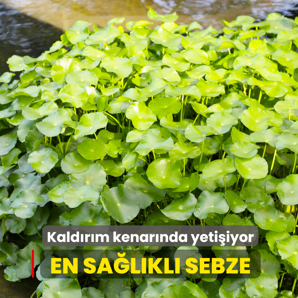 Kald�r�m kenar�nda yeti�iyor, d�nyan�n en sa�l�kl� sebzesi se�ildi: Milyonlarca mineral var