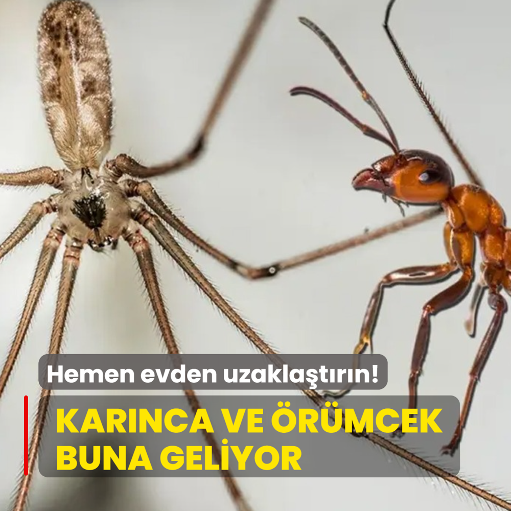 Kar�nca ve �r�mcek buna geliyor! Hemen evden uzakla�t�r�n...