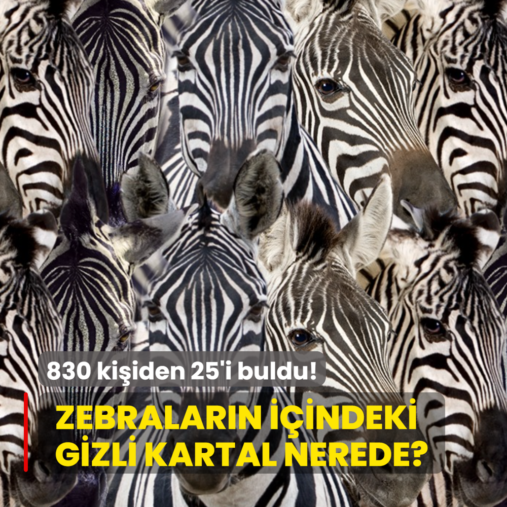 Zeka testi: Zebralar�n i�indeki kartal nerede? 830 ki�iden 25'i 10 saniyede buldu