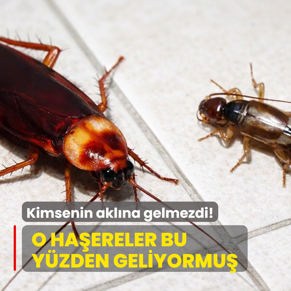 Hamam b�cekleri ve kula�aka�an buna geliyormu�! Kimsenin akl�na gelmezdi