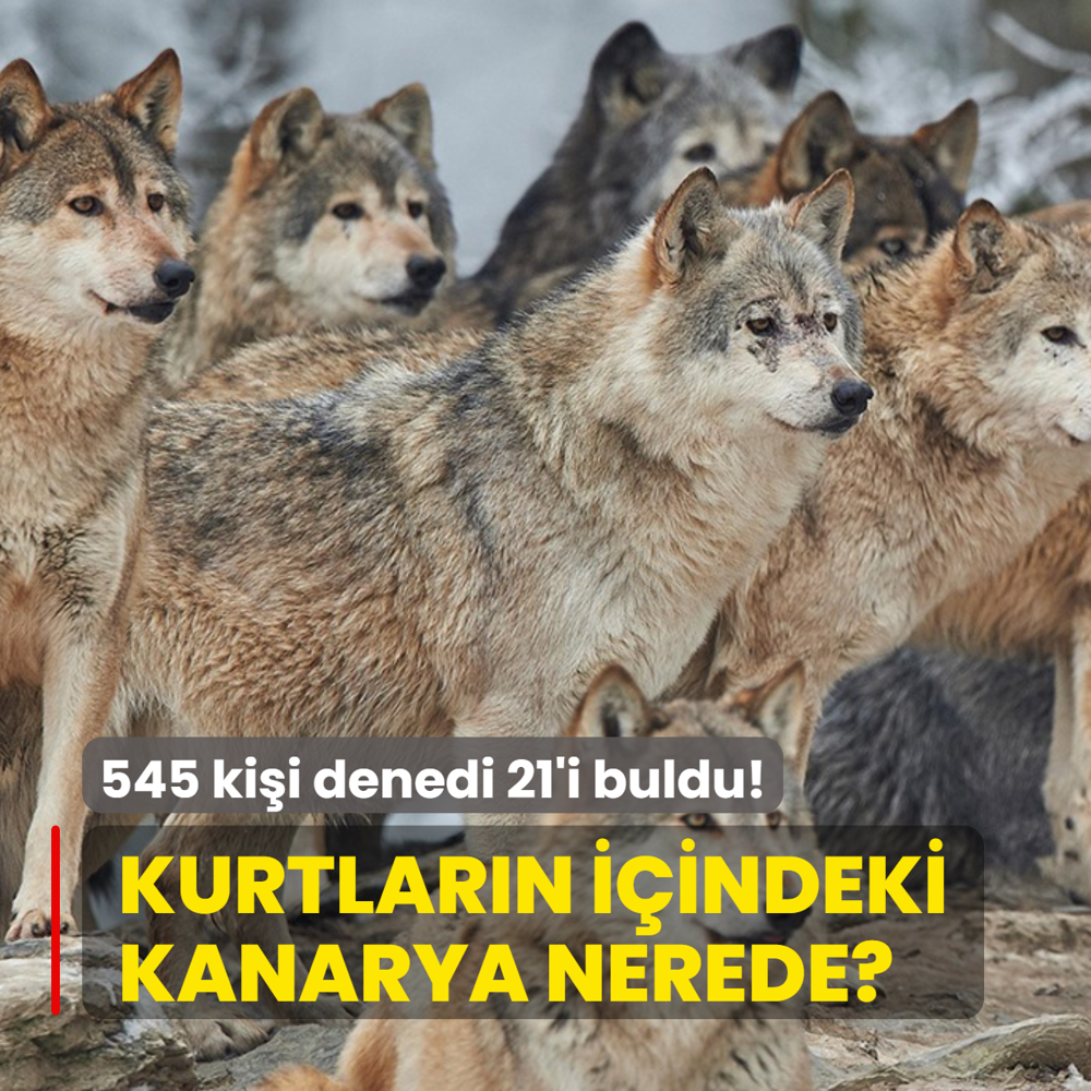 Zeka testi: Kurtlar�n aras�ndaki sakl� kanarya nerede? 545 ki�i denedi 21'i buldu