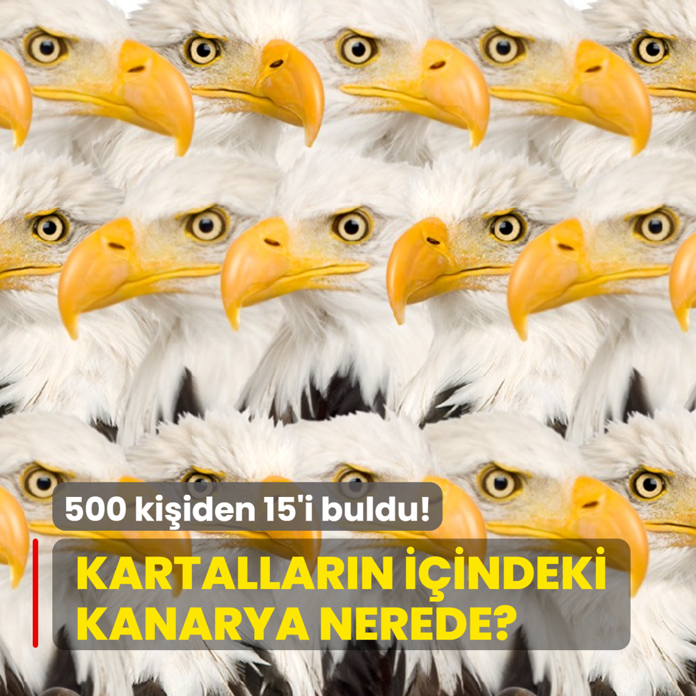 Zeka testi: Kartallar�n i�indeki sakl� kanaryay� g�rd�n m�? 500 ki�iden 15'i 7 saniyede buldu