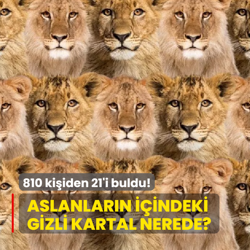 Zeka testi: �ok aslan var! Gizli kartal nerede? 810 ki�iden 21'i 7 saniyede buldu