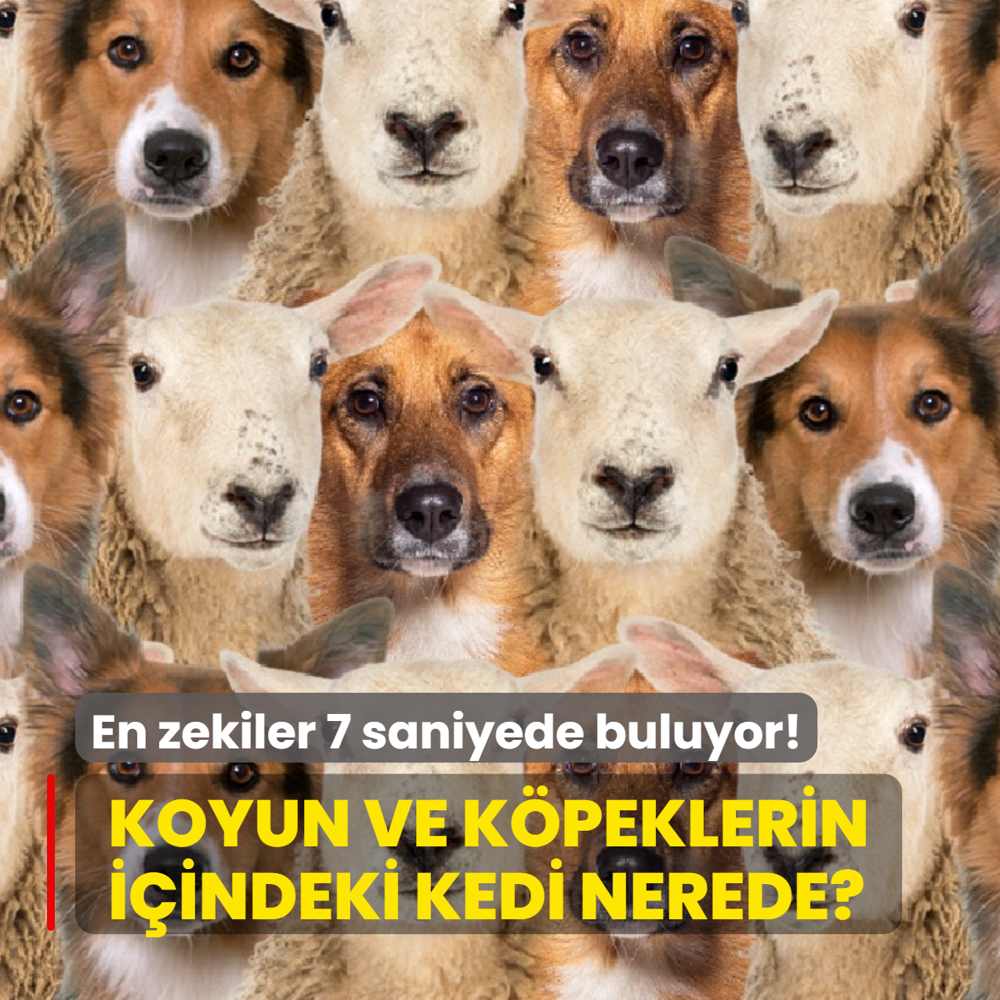 Zeka testi: Koyun ve k�peklerin i�indeki kedi nerede? Sadece en zekiler 7 saniyede buluyor