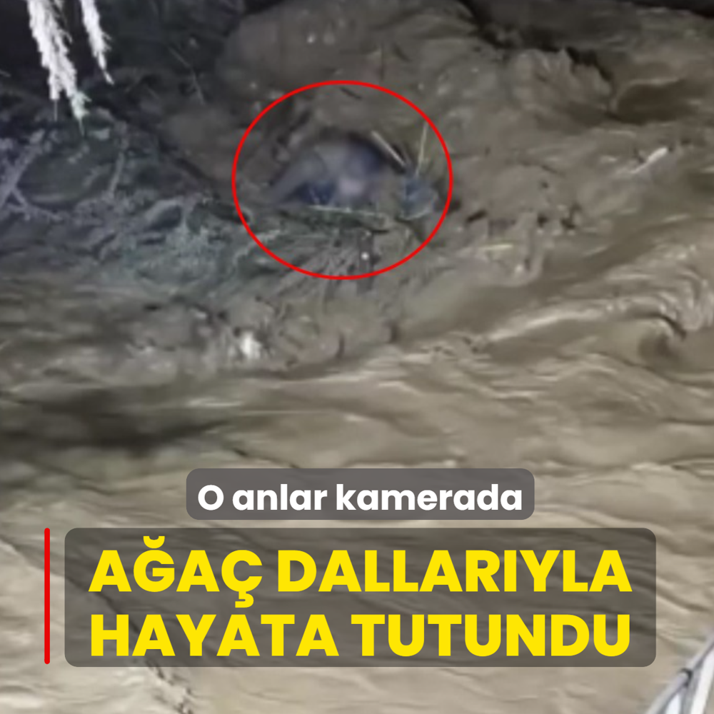 A�a� dallar�yla hayata tutundu... O anlar kamerada