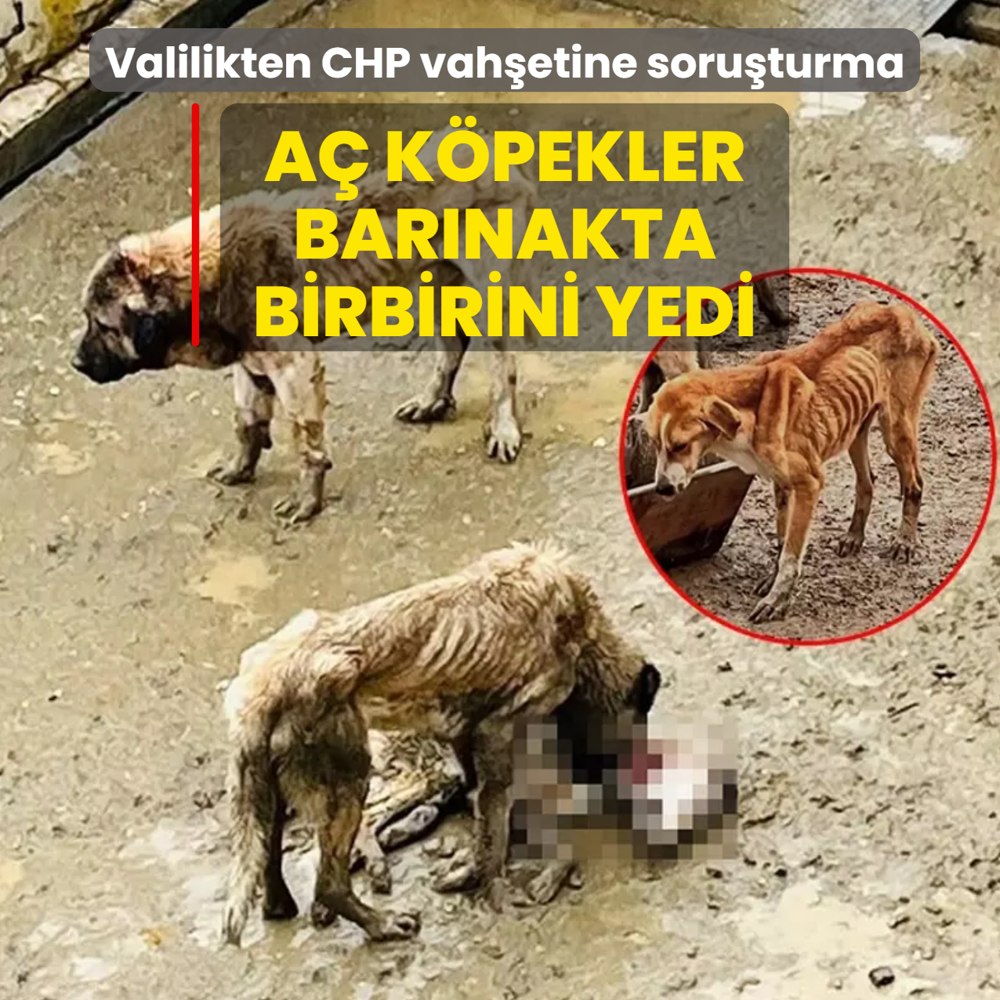 Bar�nakta k�pekler birbirini yedi! Valilikten CHP vah�etine soru�turma