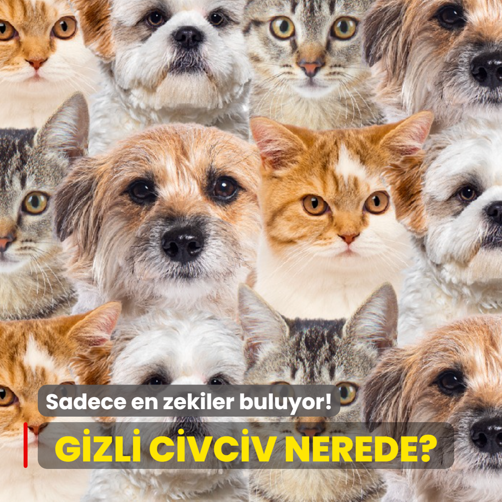 Zeka testi: Kedi ve k�peklerin i�indeki civciv nerede? Sadece en zekiler buluyor