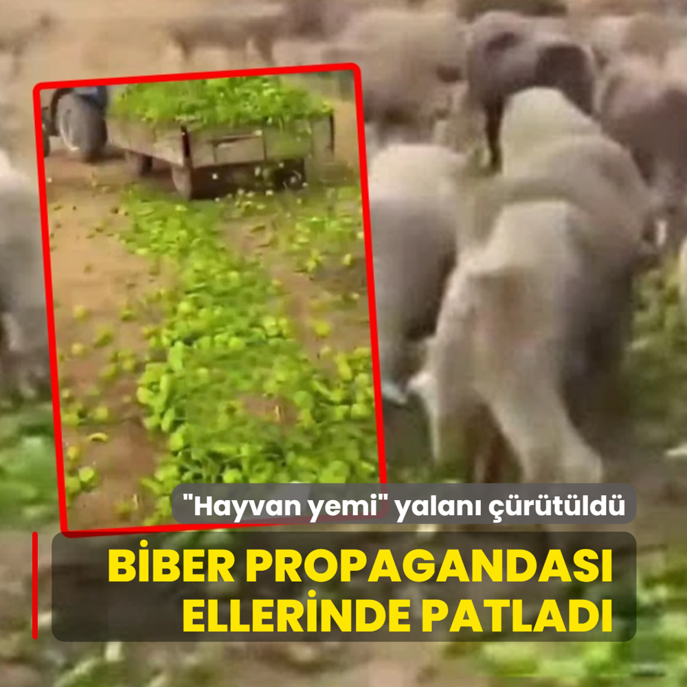 Biber propagandas� ellerinde patlad�: �Yem olarak kullan�l�yor� yalan� ��r�t�ld�