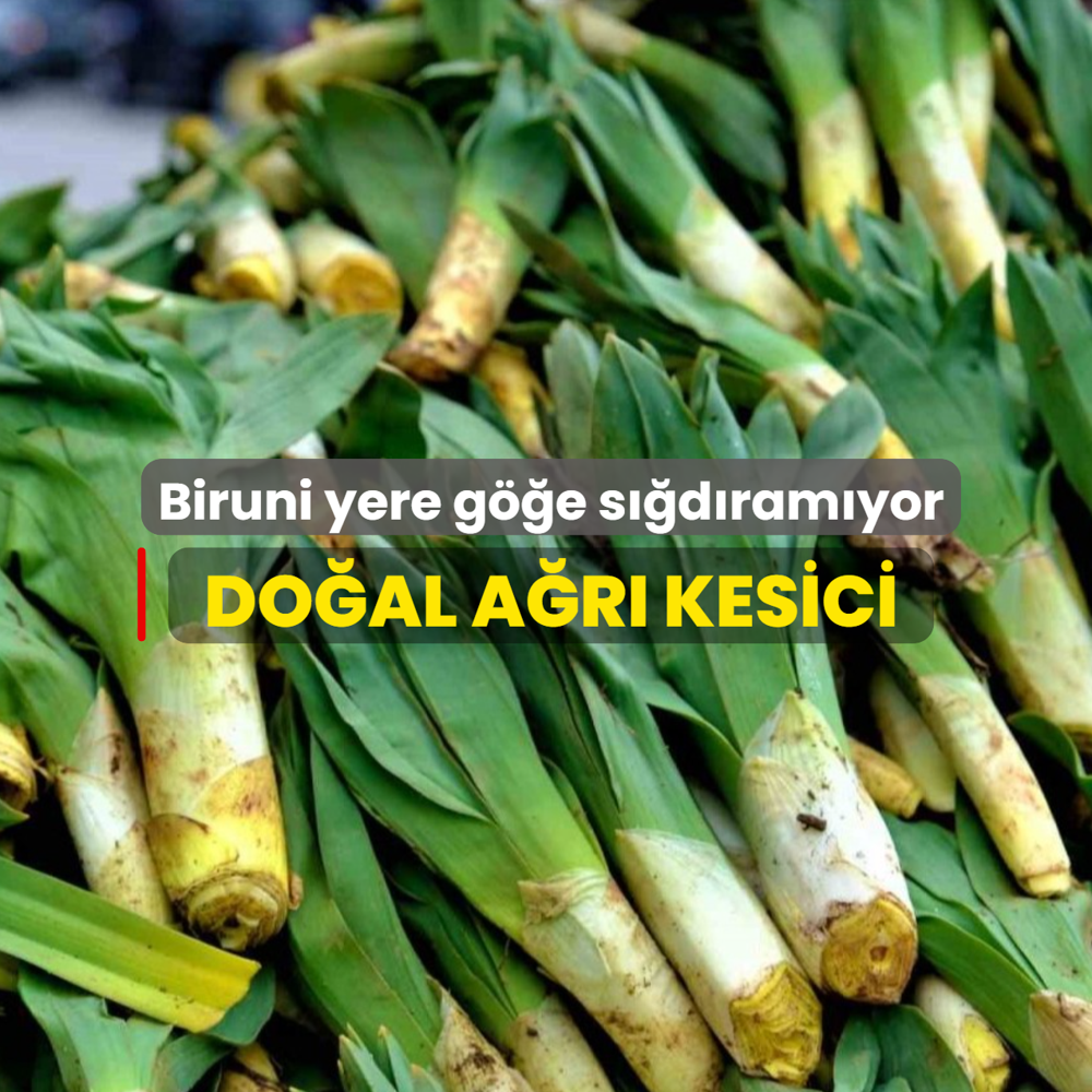 Biruni yere g��e s��d�ram�yor: Do�al a�r� kesici da� yamac�nda yeti�iyor