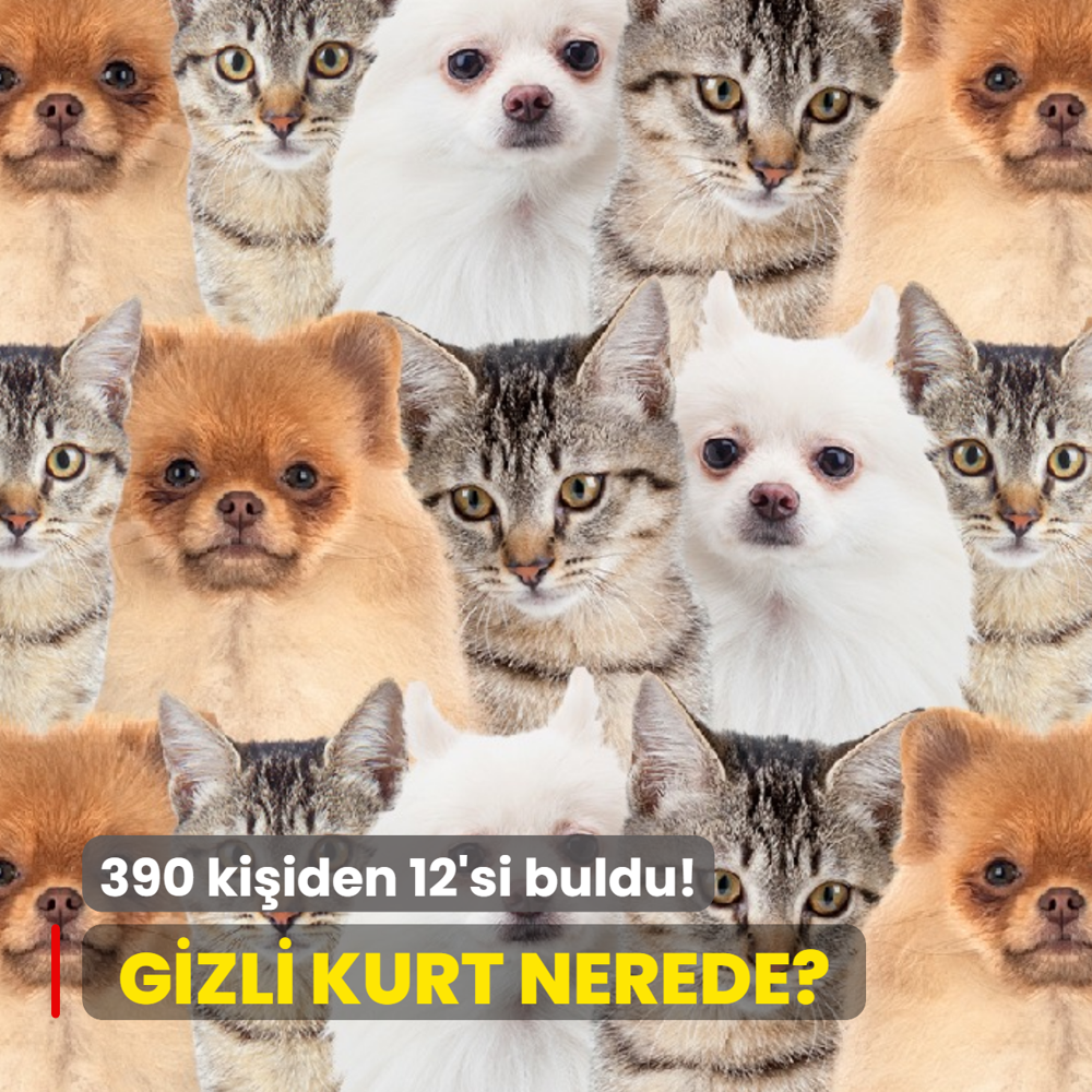 Zeka testi: Kedi ve k�peklerin i�indeki kurdu g�rd�n m�? 390 ki�iye g�sterildi, 12'si ba�ar�l� oldu