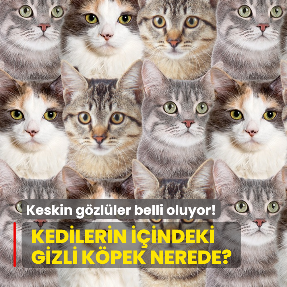 Dikkat testi: Kedilerin i�indeki k�pek nerede? Keskin g�zl�ler belli oluyor