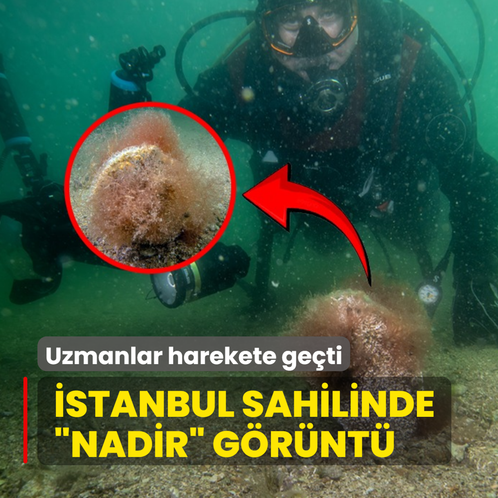 �stanbul sahilinde �nadir� g�r�nt�! Uzmanlar harekete ge�ti