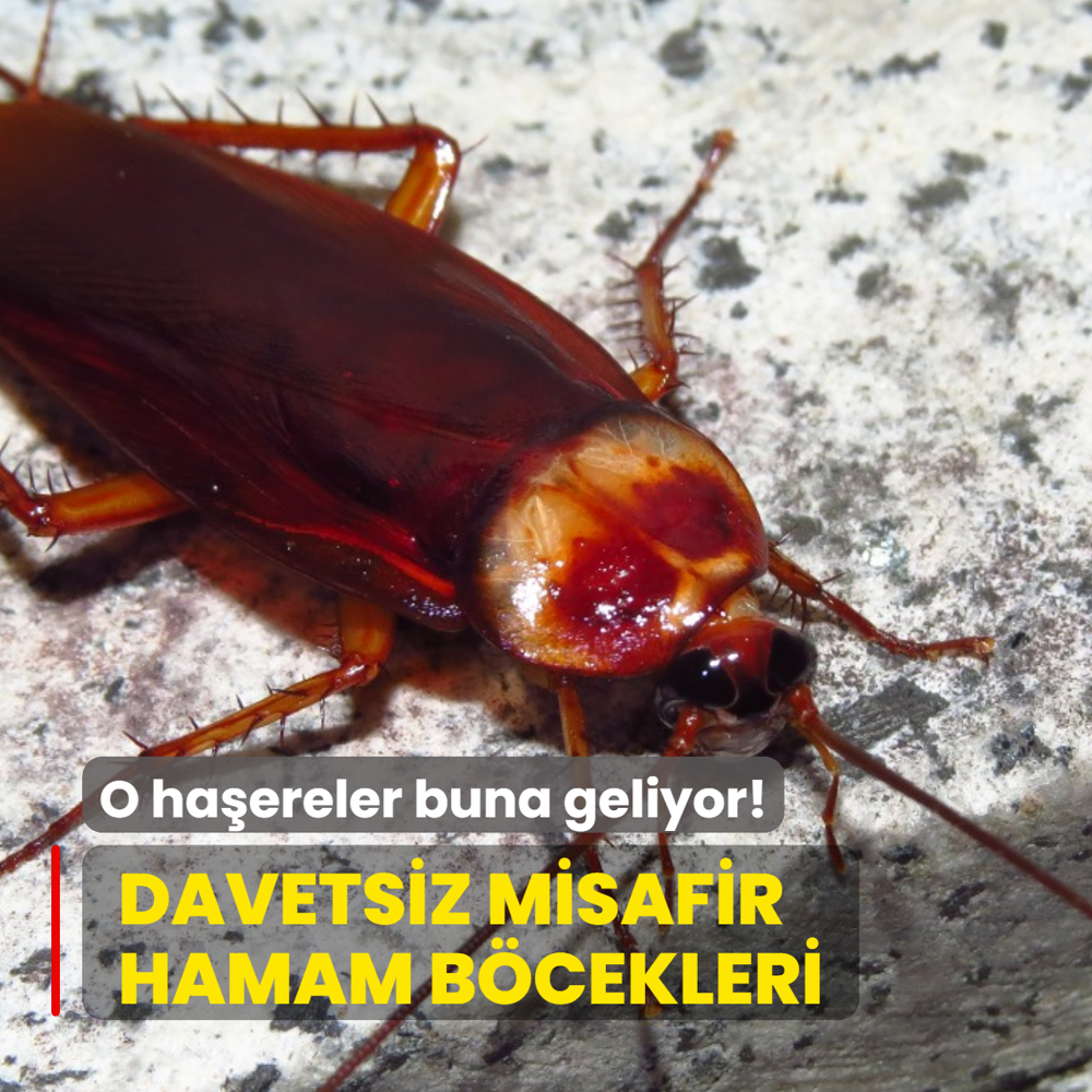 Davetsiz misafir hamam b�cekleri! O ha�ereler buradan geliyor, buna geliyor...