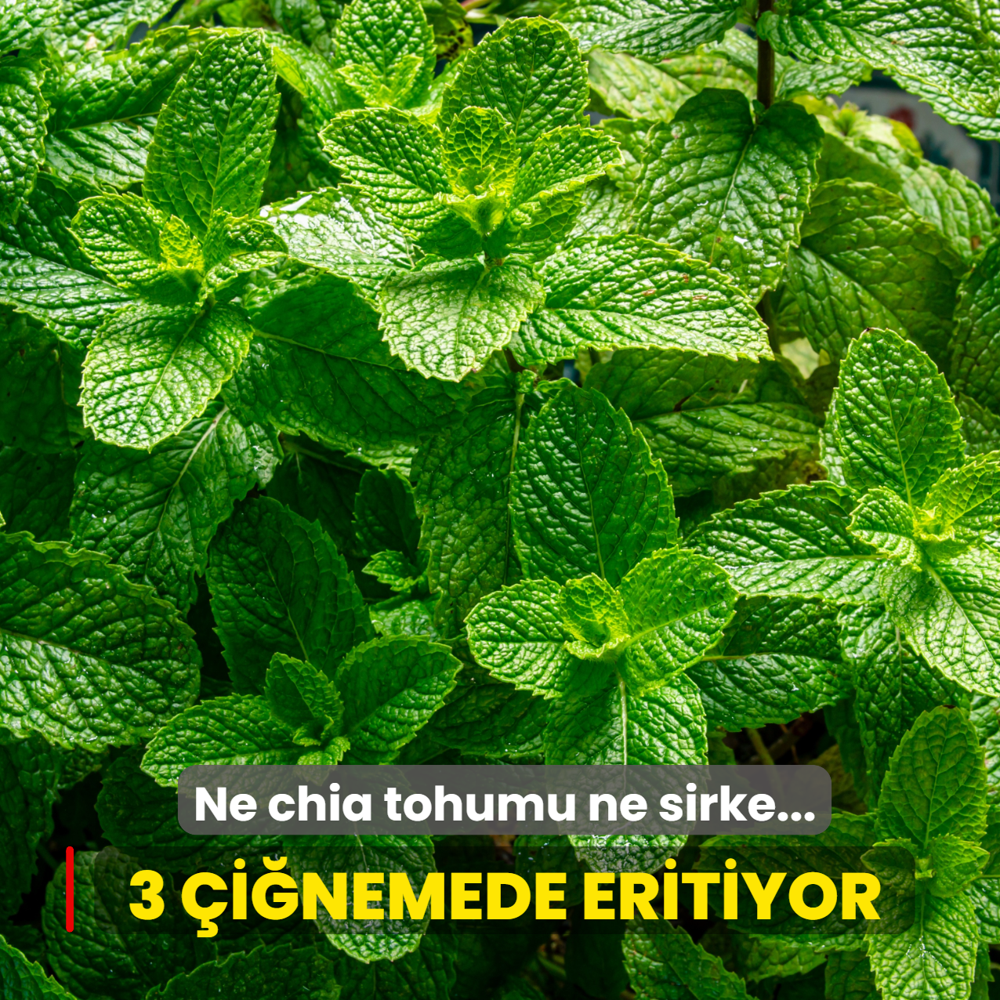 Ne chia tohumu ne sirke... ��tah� b��ak gibi kesen o bitki