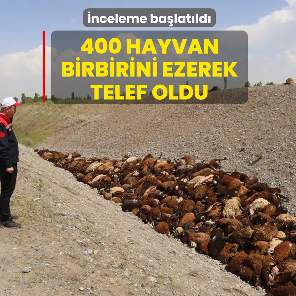 �nceleme ba�lat�ld�! 400 hayvan birbirini ezerek telef oldu