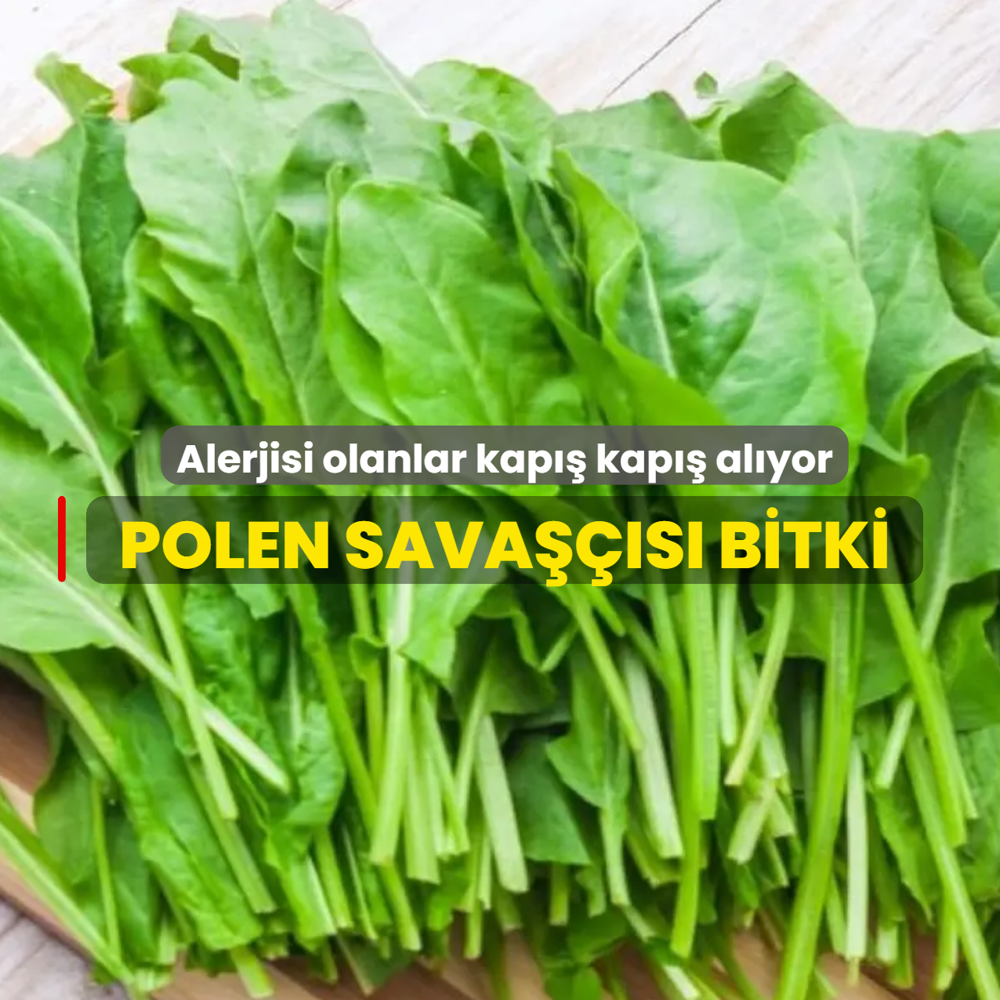 Polen sava���s� o bitki...Alerjisi olanlar kap�� kap�� al�yor