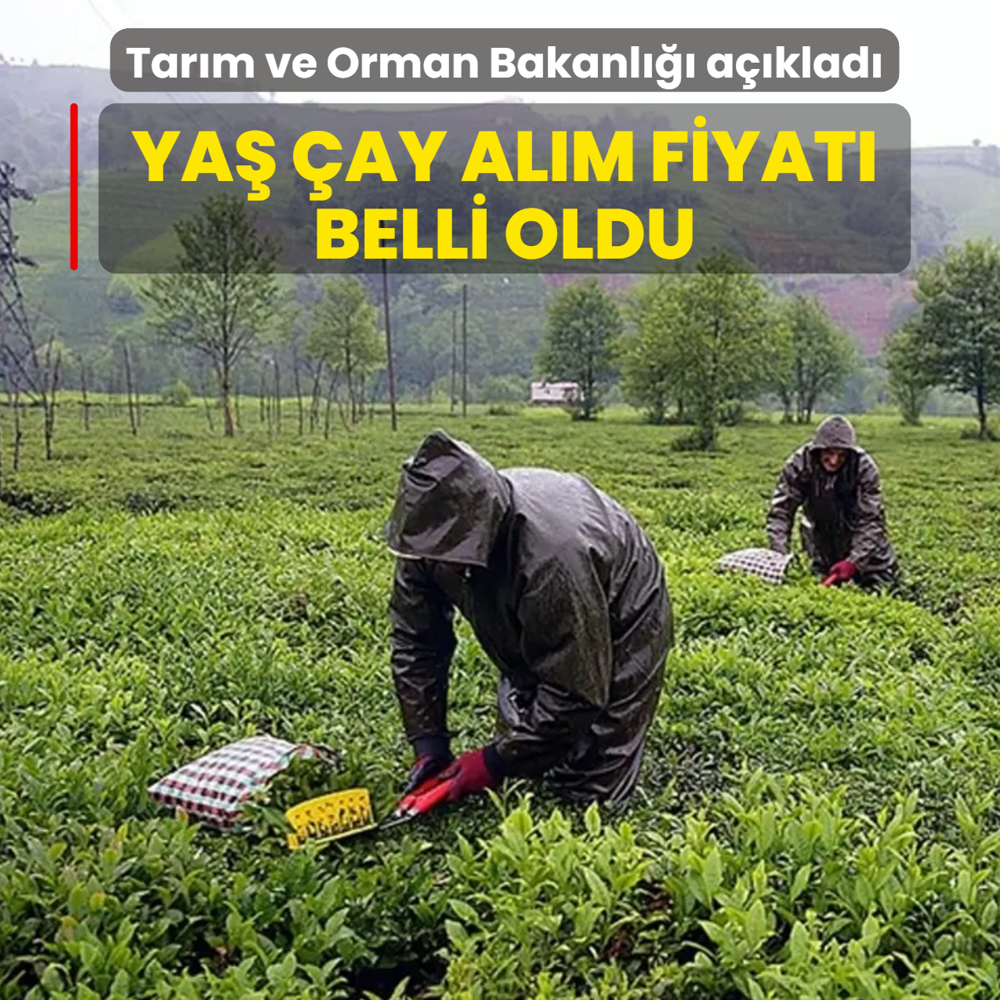 Ya� �ay al�m fiyat� belli oldu