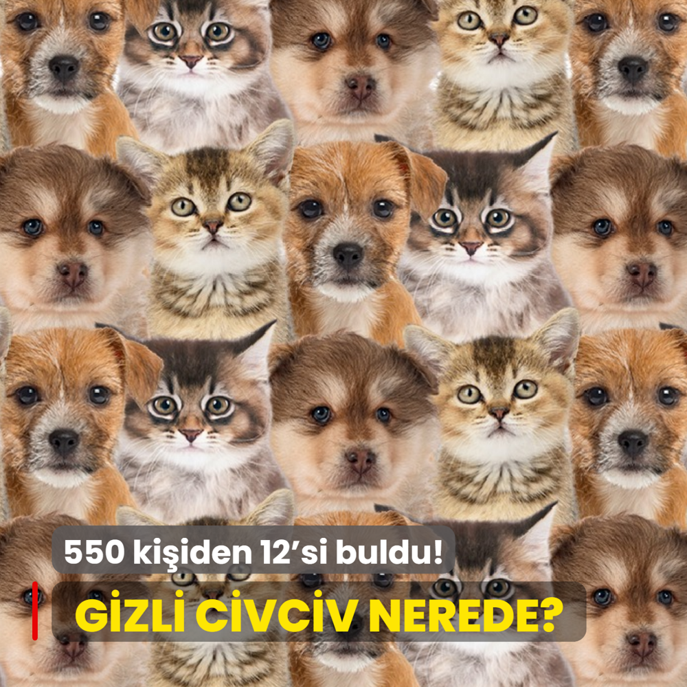 Zeka testi: Yavru kedi ve k�peklerin i�indeki civcivi fark ettin mi? 550 ki�iden 12'si buldu