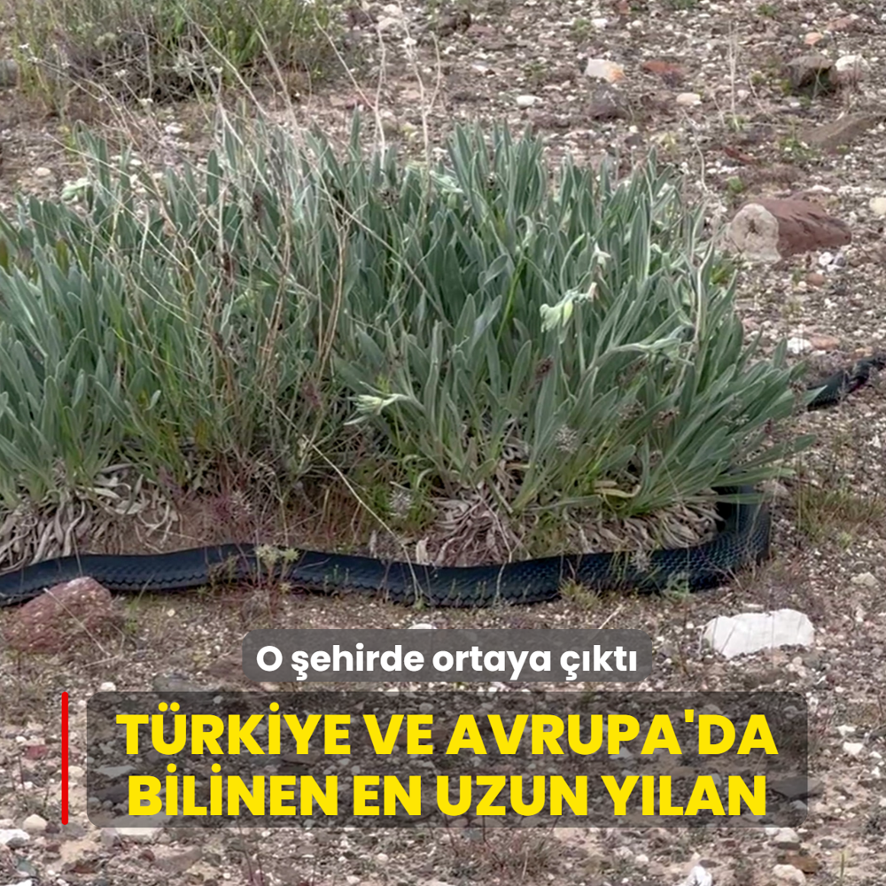 T�rkiye ve Avrupa'da bilinen en uzun y�lan: O �ehirde ortaya ��kt�