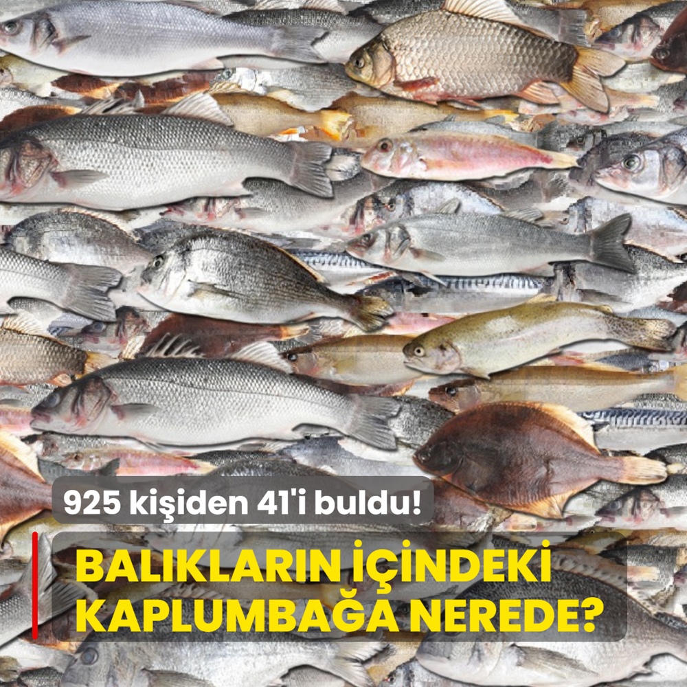 Zeka testi: Bal�klar�n aras�ndaki kaplumba�a nerede? 925 ki�iden 41'i buldu