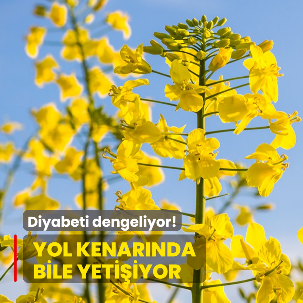 T�rkiye'de yol kenar�nda bile yeti�iyor: Do�an�n alt�n� diyabeti dengeliyor