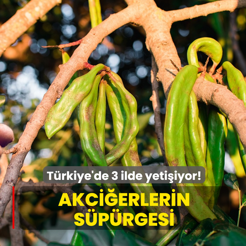 T�rkiye'de 3 ilde yeti�iyor! Alt�ndan ucuz, bak�r kadar de�erli! D�nyada kap�� kap�� gidiyor: Akci�erlerin s�p�rgesi