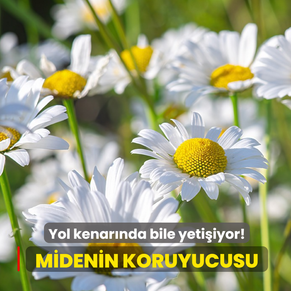 T�rkiye'de yol kenar�nda bile yeti�iyor! Haziran ay� bitmeden toplay�n: Midenin gizli koruyucusu